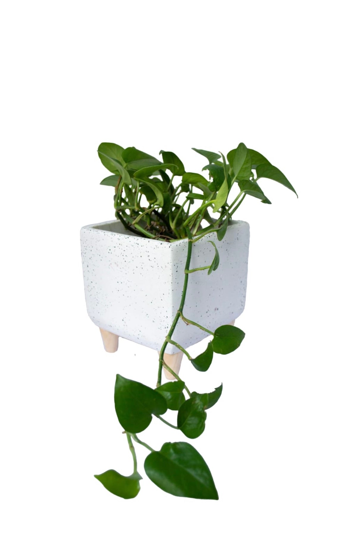 ESPINELA SOPORTE Y MIAMI