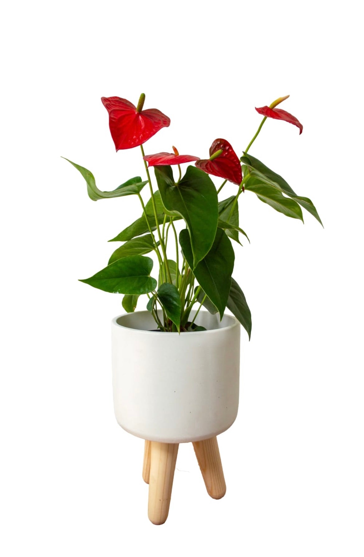 TOPACIO BIG SOPORTE ANTURIO P14