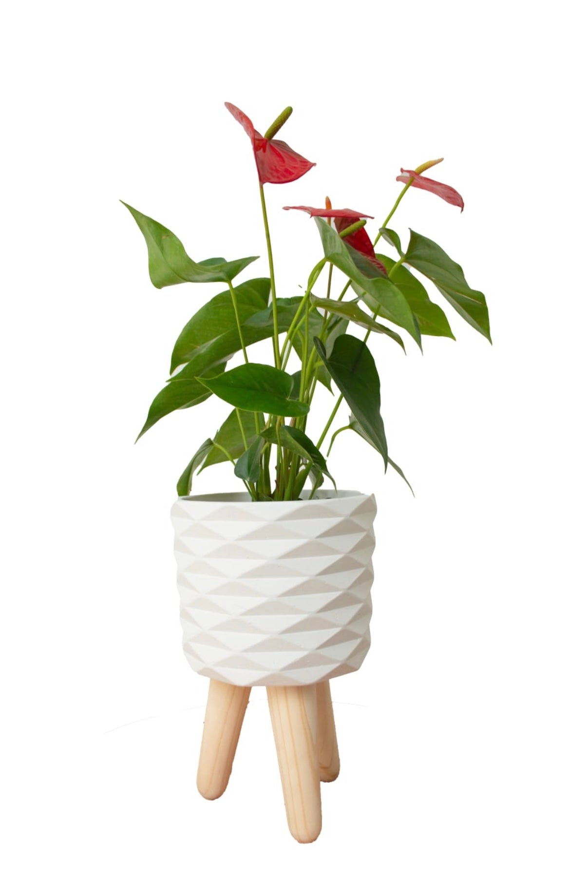 RUBY BIG SOPORTE Y ANTURIO P14