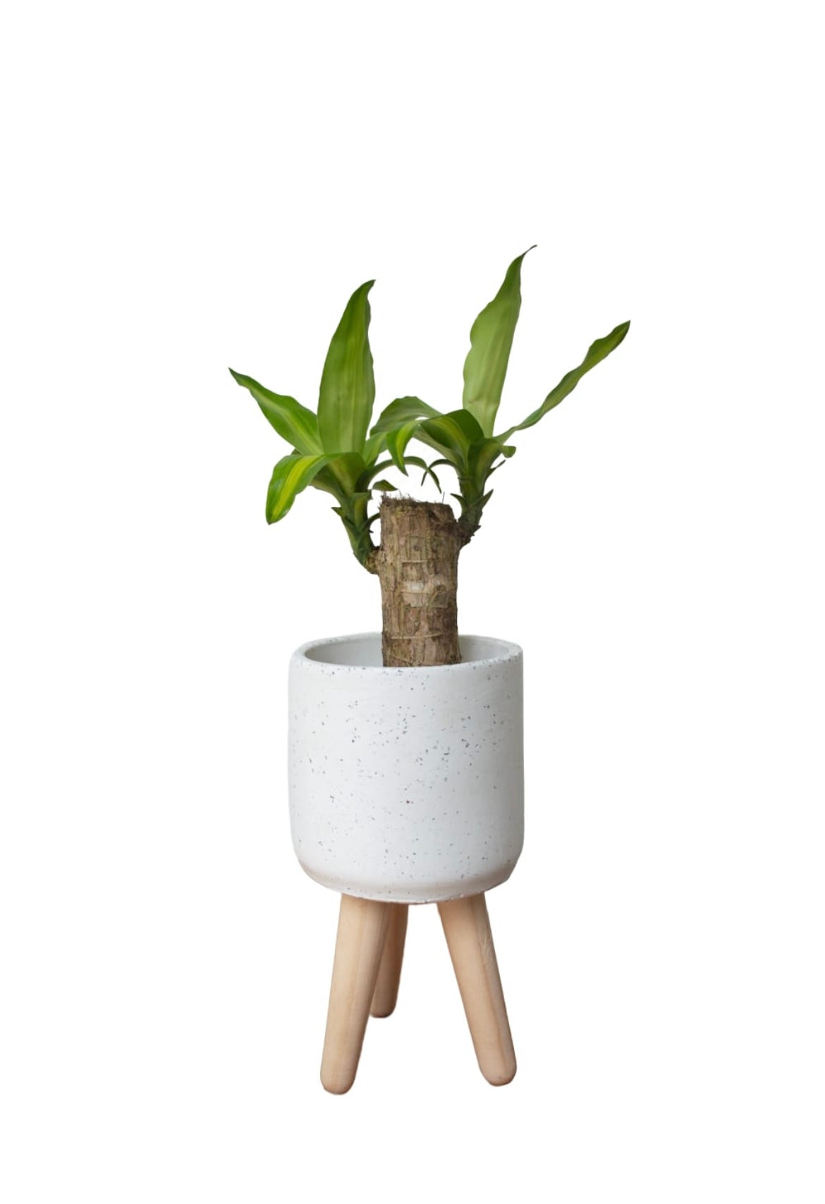 TOPACIO MED SOPORTE TRONCO DE BRASIL