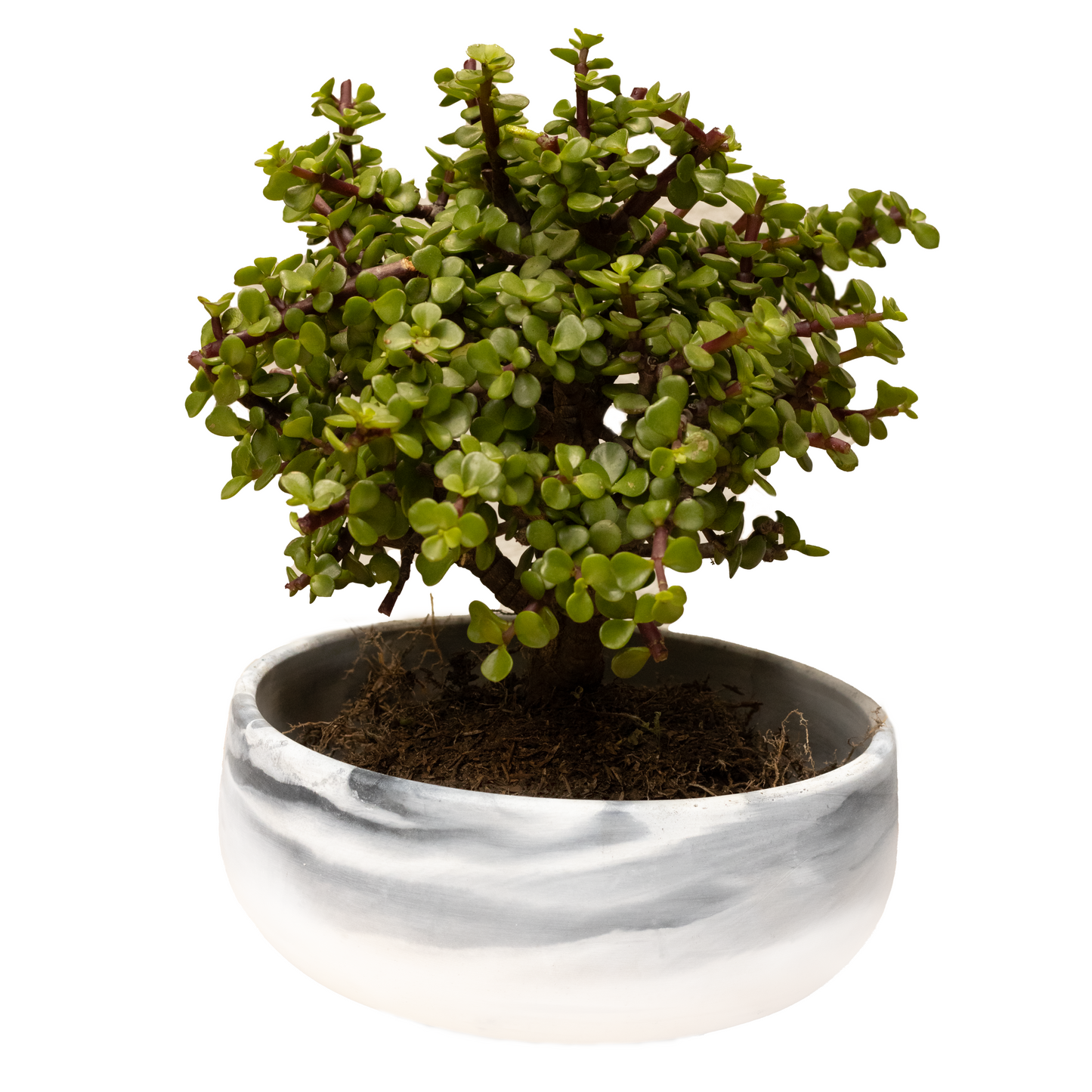 BONSAI HADE 7 AÑOS AMATISTA BIG