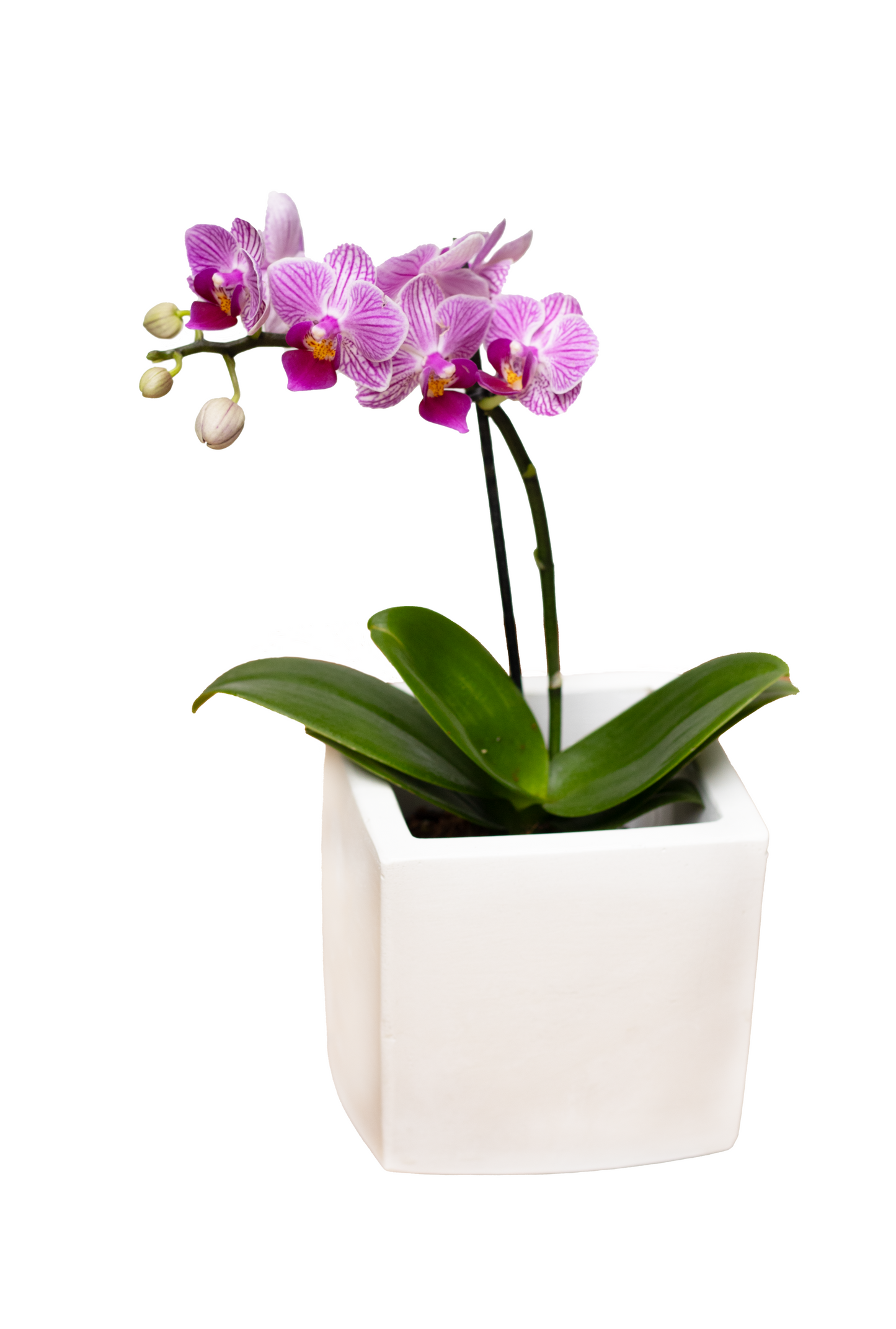 ORQUIDEA BABY MATERA ESPINELA MINI