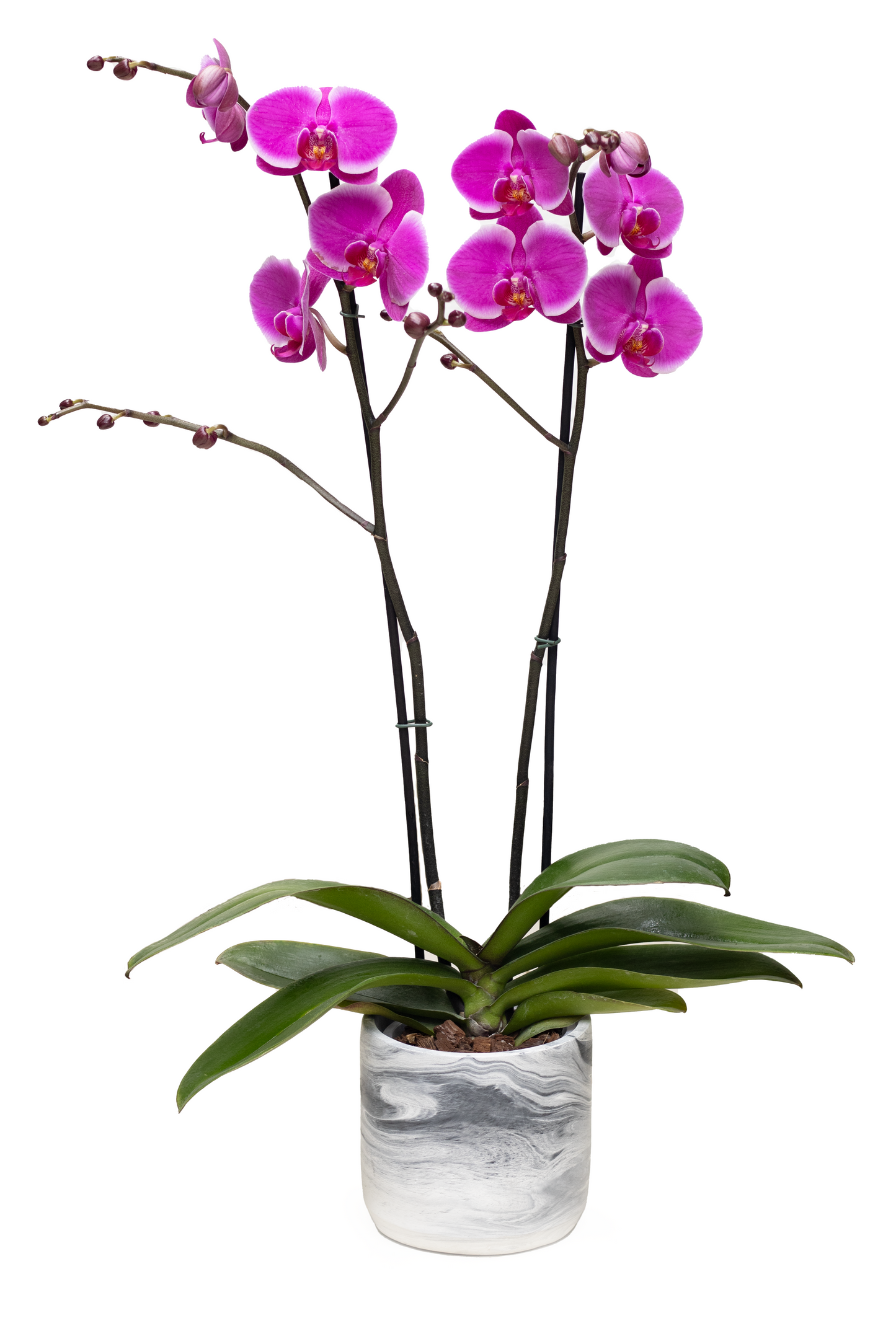 ORQUIDEA 2 VARAS MATERA TOPACIO