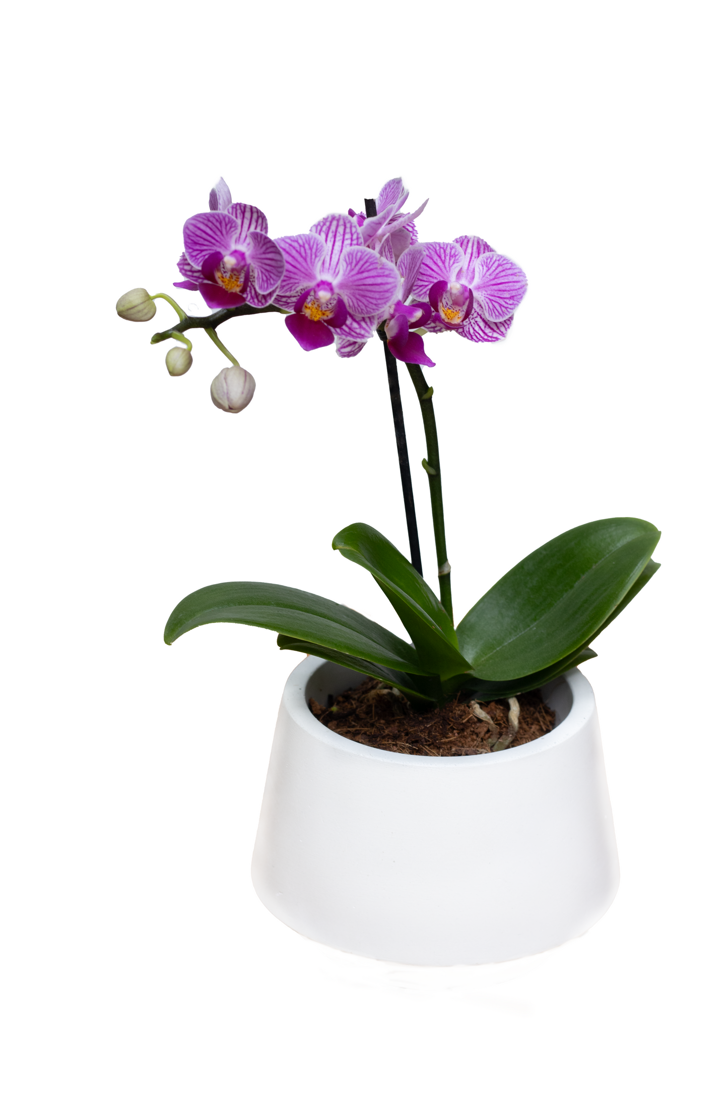 ORQUIDEA BABY MATERA MURANO