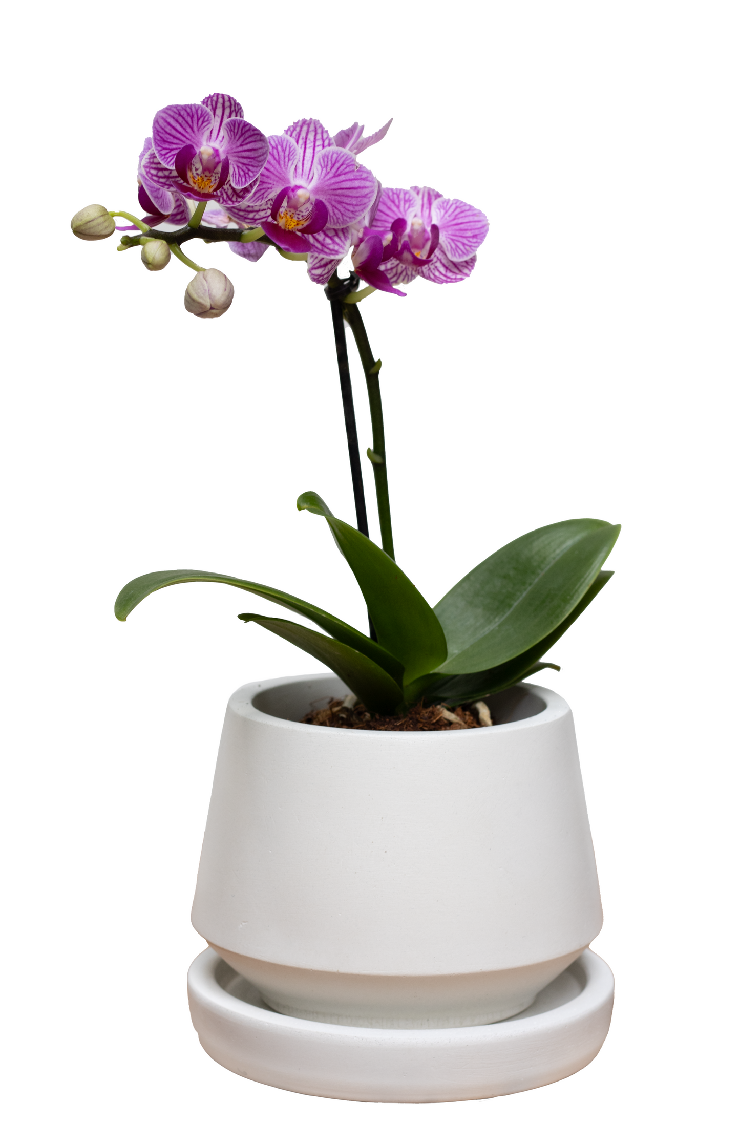 ORQUIDEA BABY MATERA MURANO CON PLATO