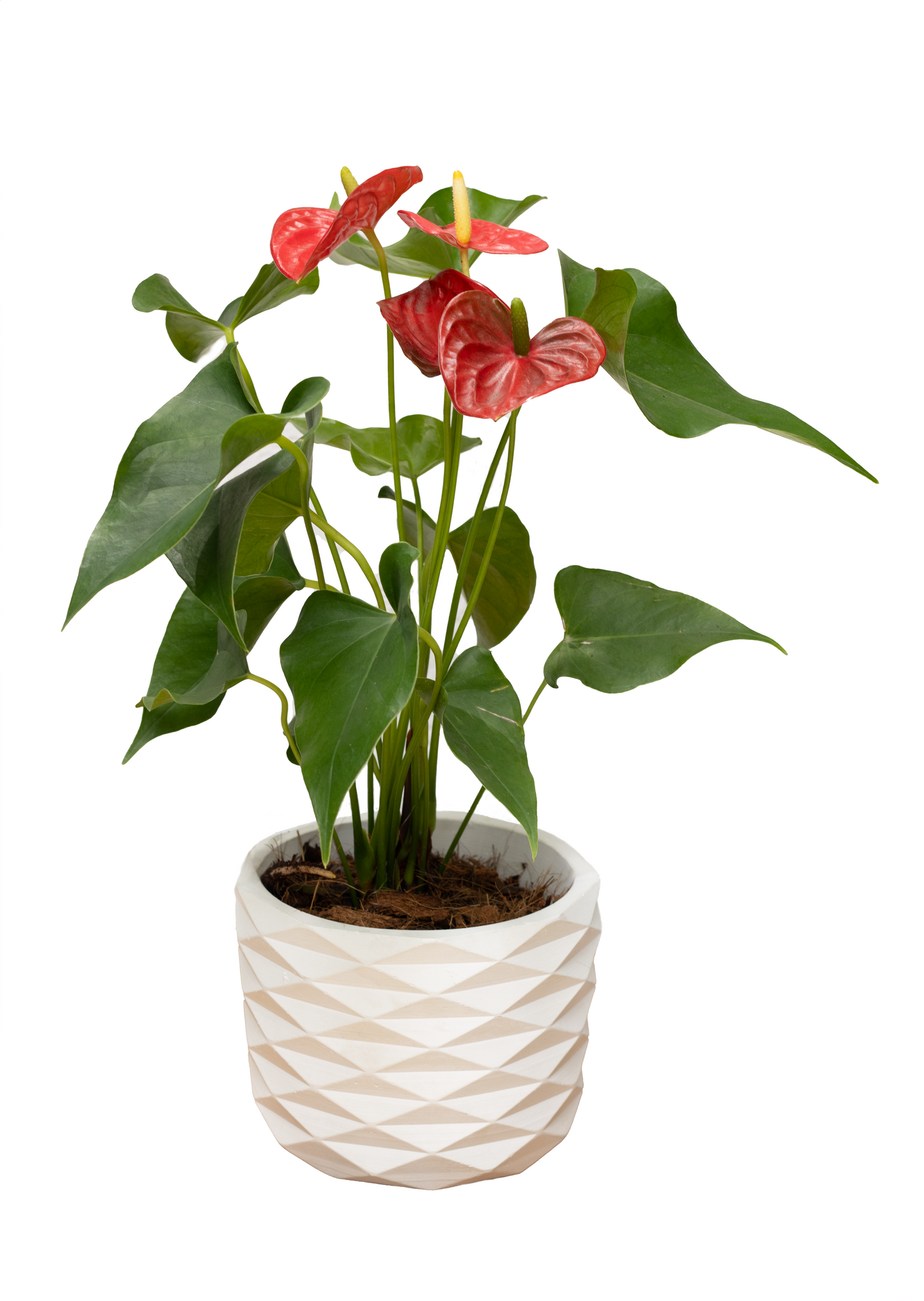 RUBY BIG Y ANTURIO P14