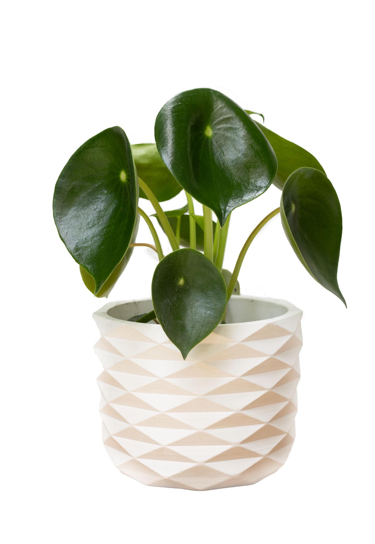 RUBY BIG Y PEPEROMIA