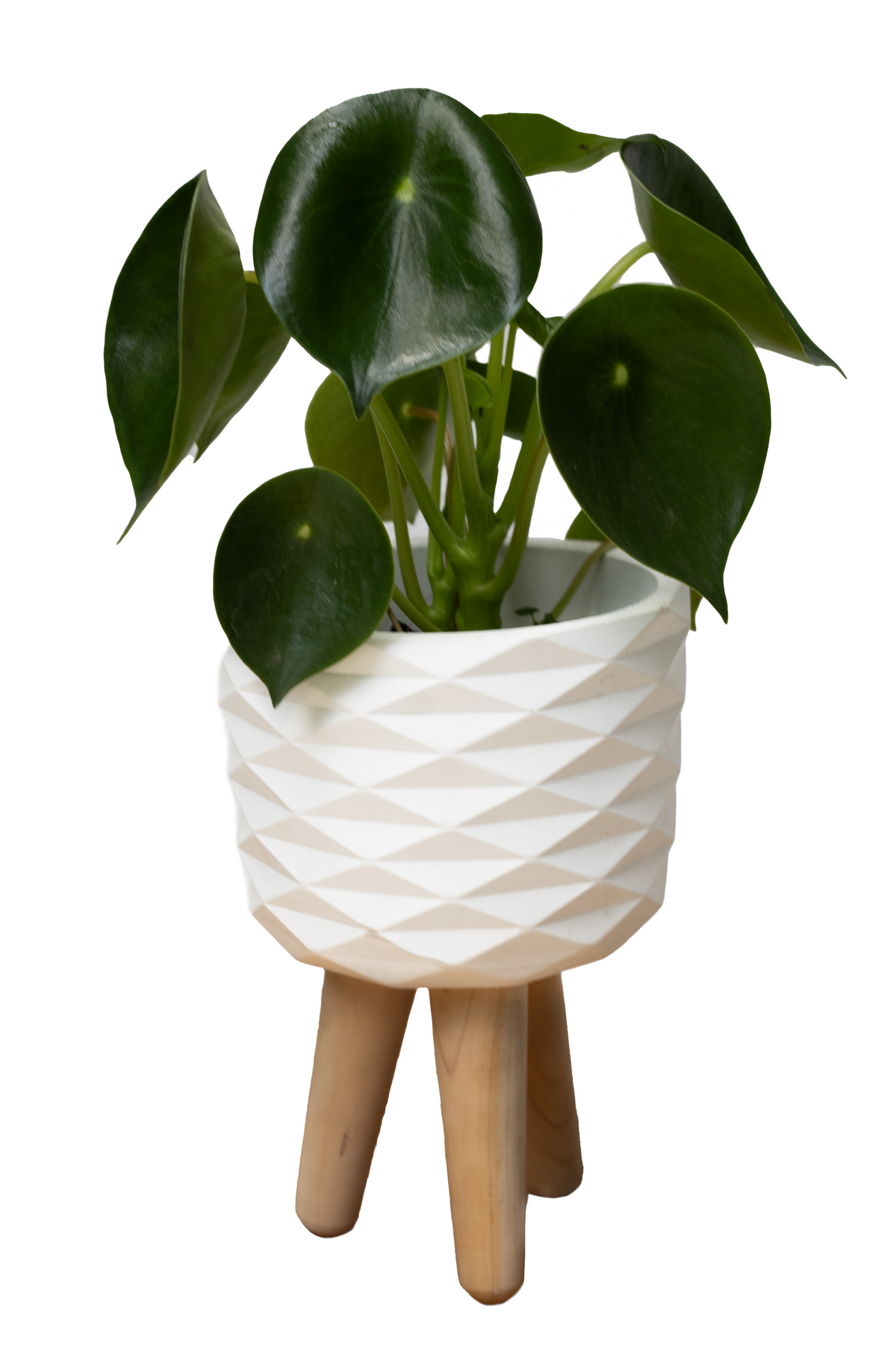 RUBY BIG SOPORTE PEPEROMIA