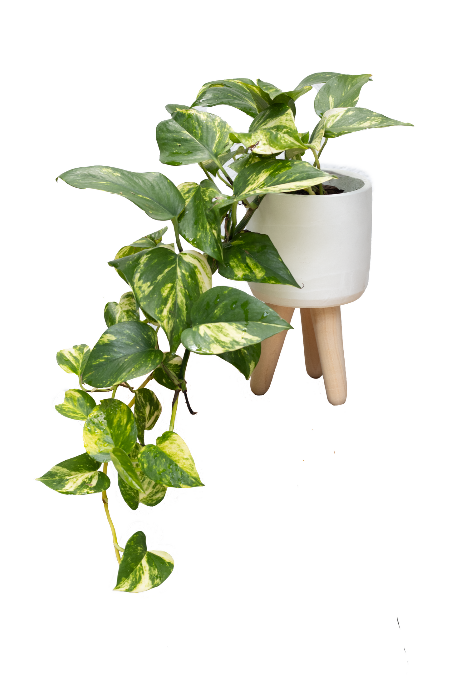 TOPACIO BIG SOPORTE.MIAMI