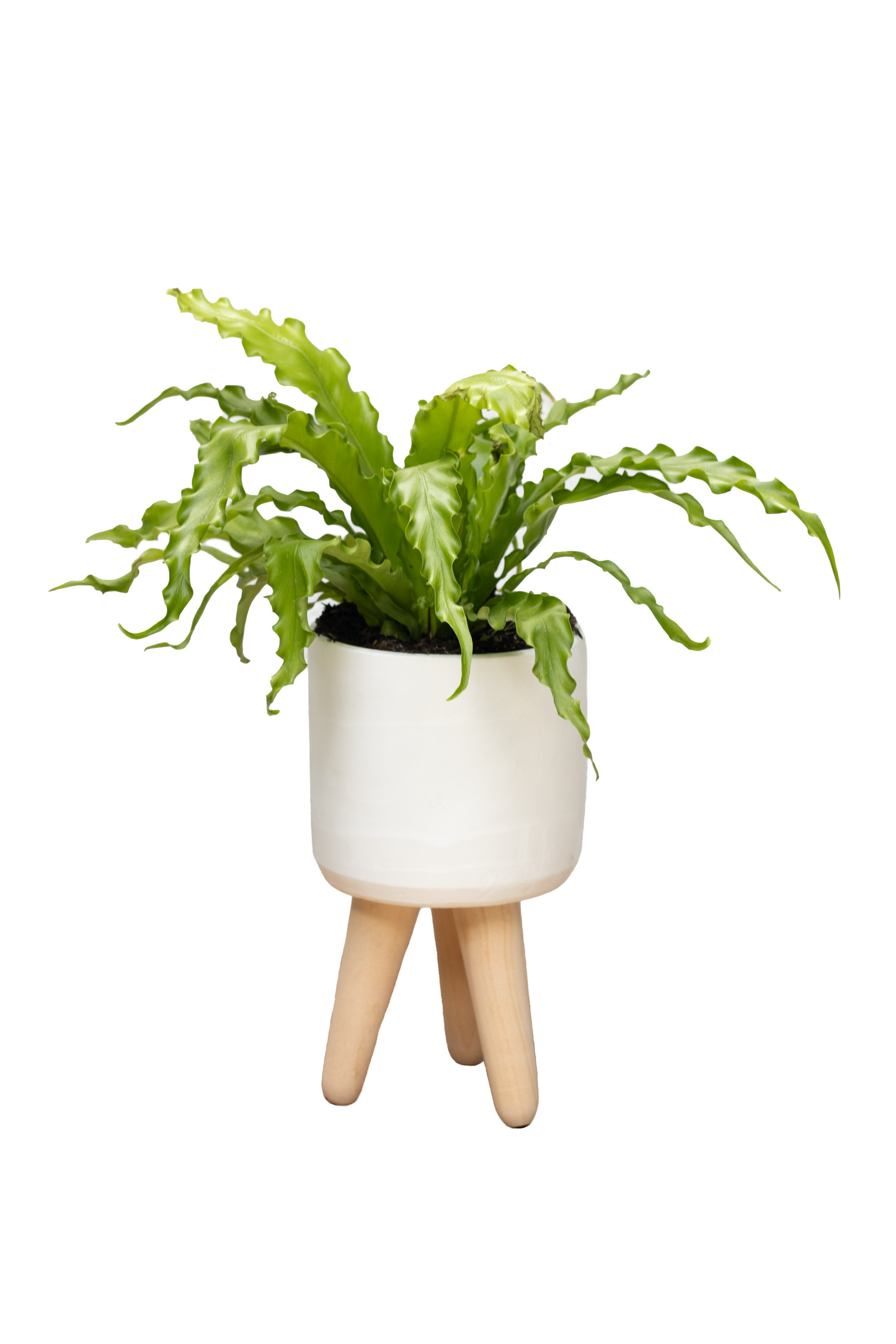 TOPACIO BIG SOPORTE HELECHO NIDO CRESPO