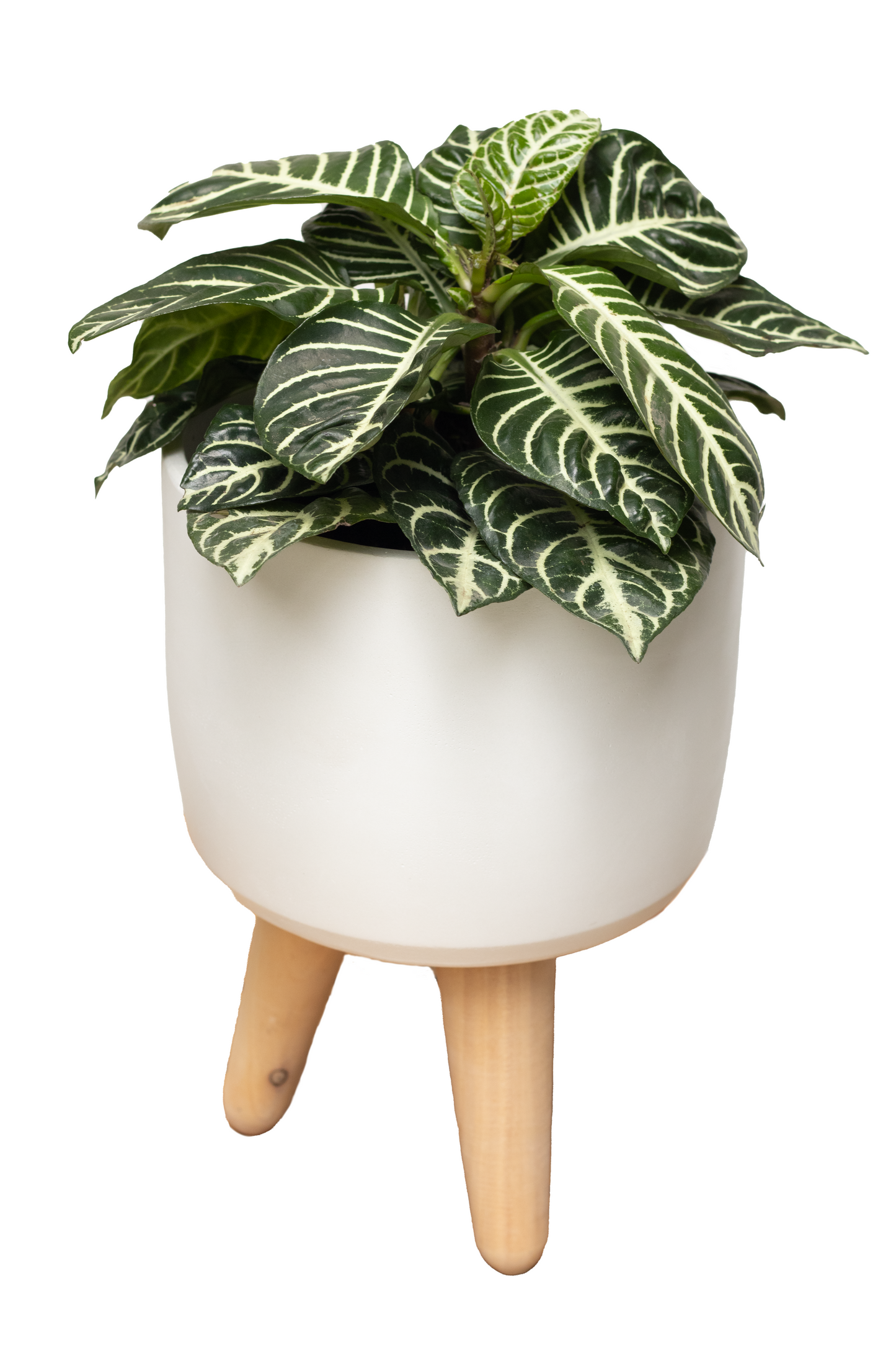 TOPACIO BIG SOPORTE APHELANDRA