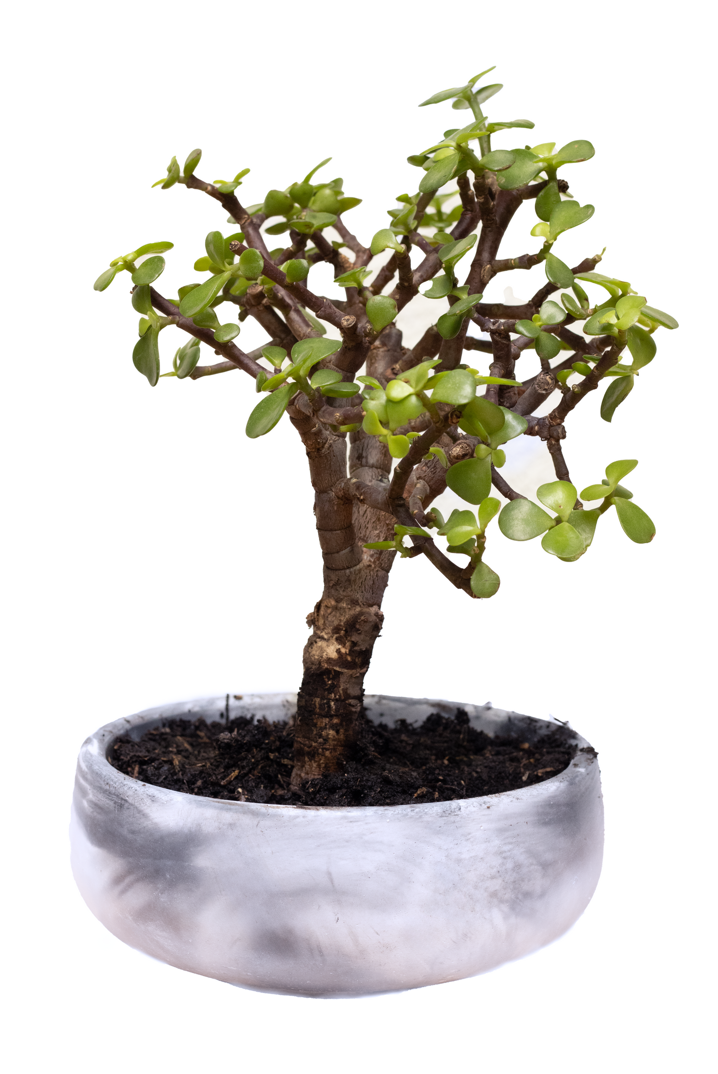 MINI BONSAI HADE MATERA MINI AMATISTA