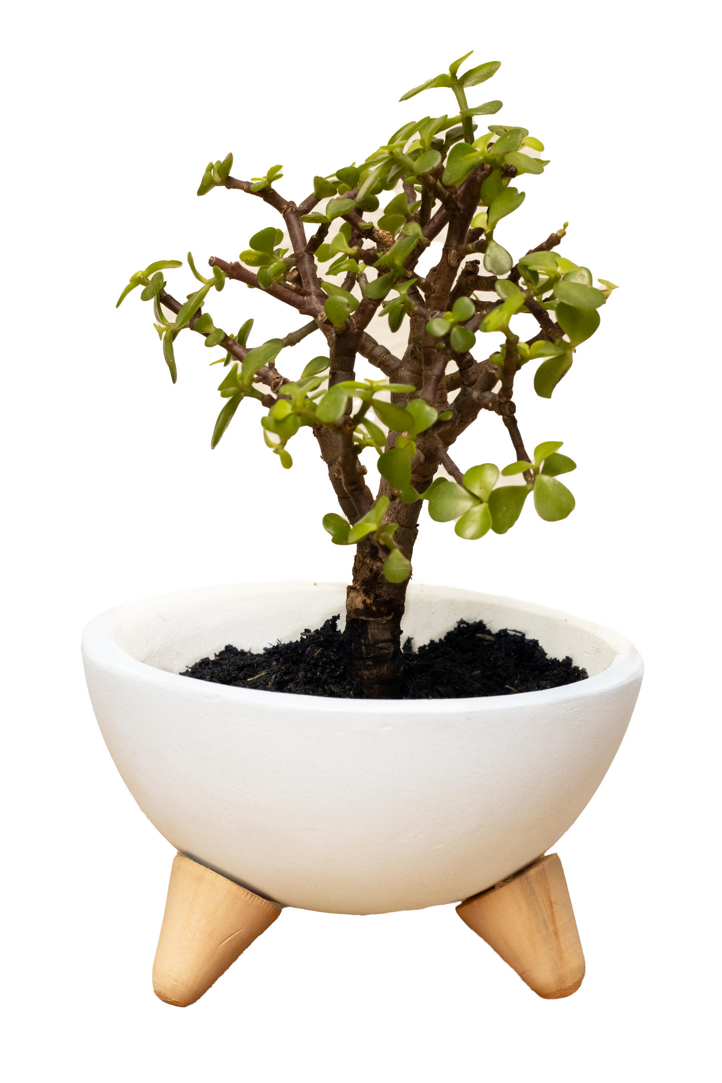 CORAL MINI PATAS + BONSAI MINIHADE