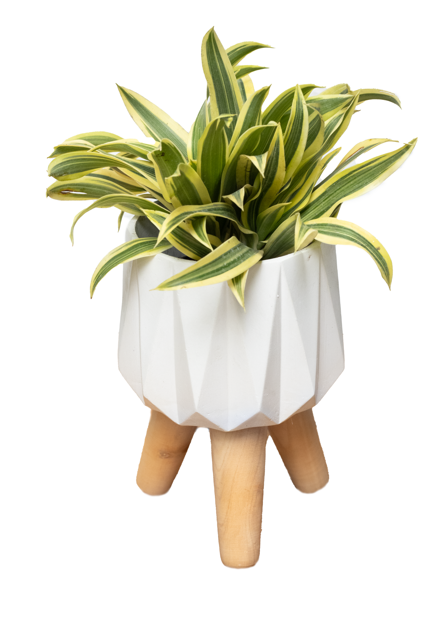 MATERA DIAMANTE SOPORTE CANCION