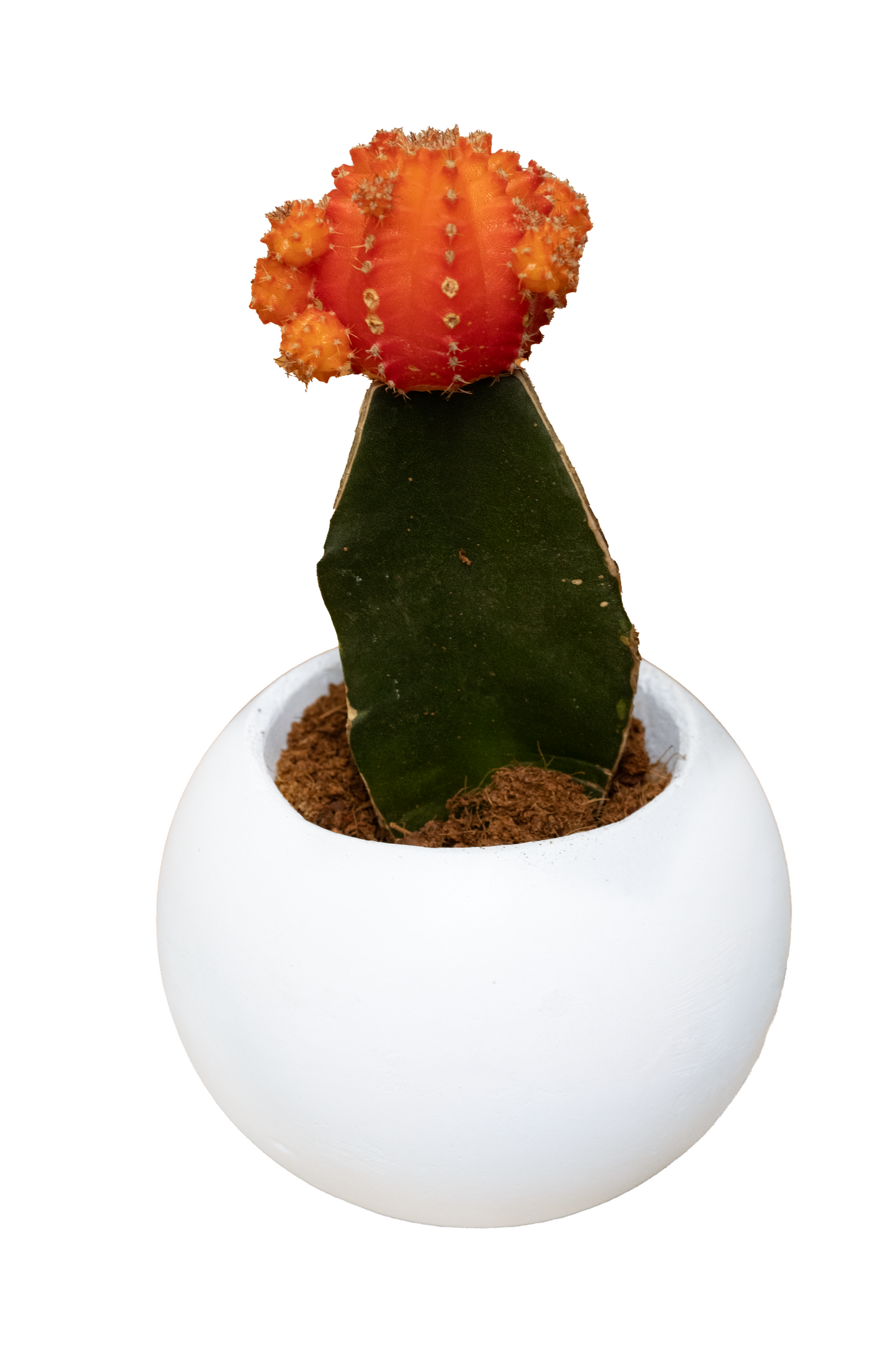 OPALO MINI CACTUS COREANO