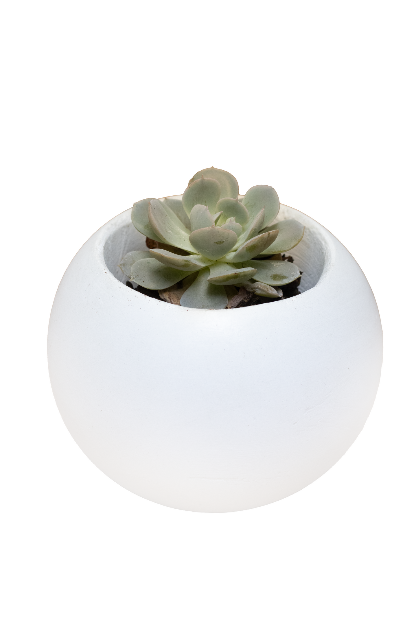 OPALO MINI SUCUS O CACTUS