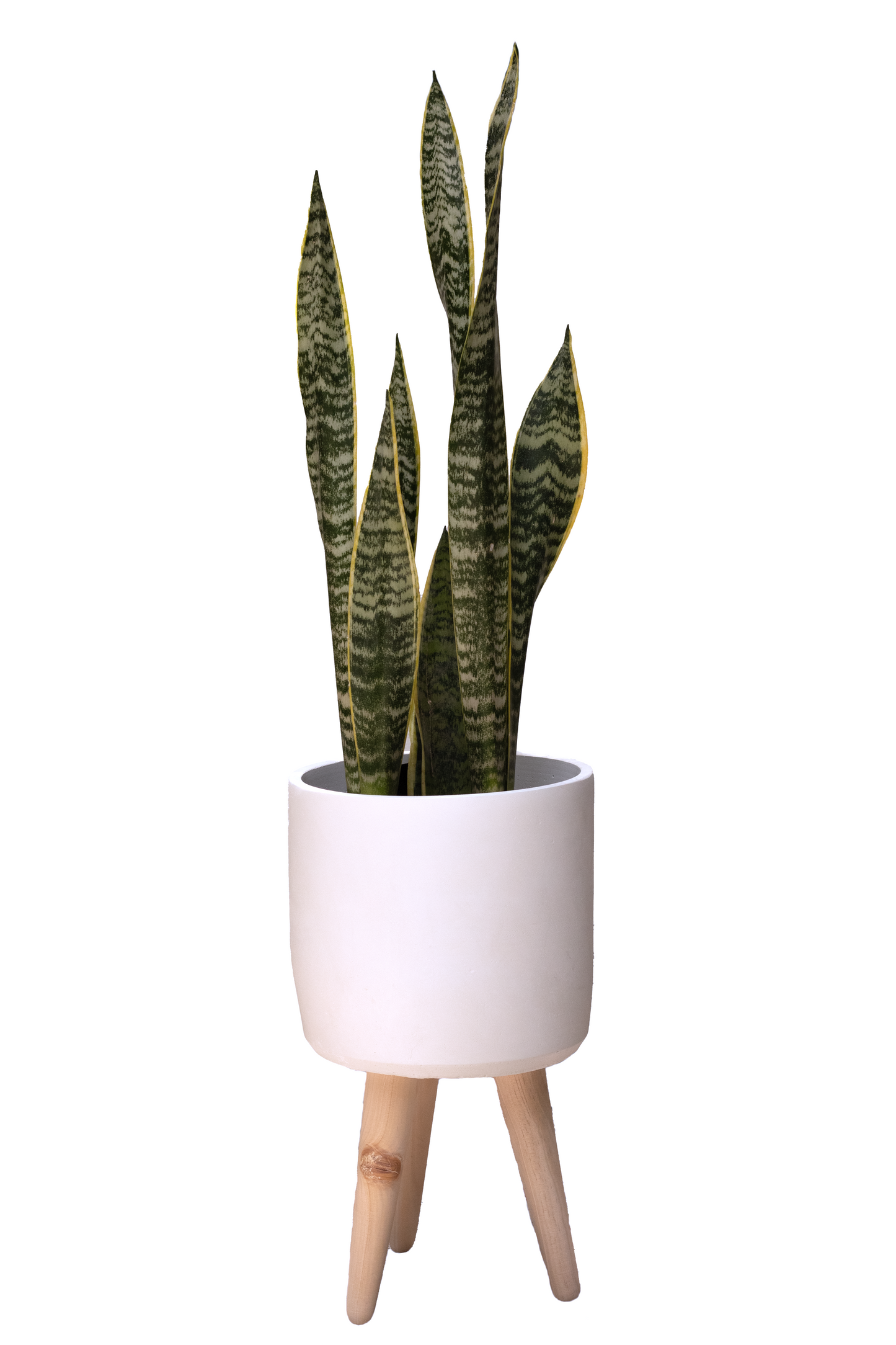 TOPACIO XL SOPORTE SANSEVIERA