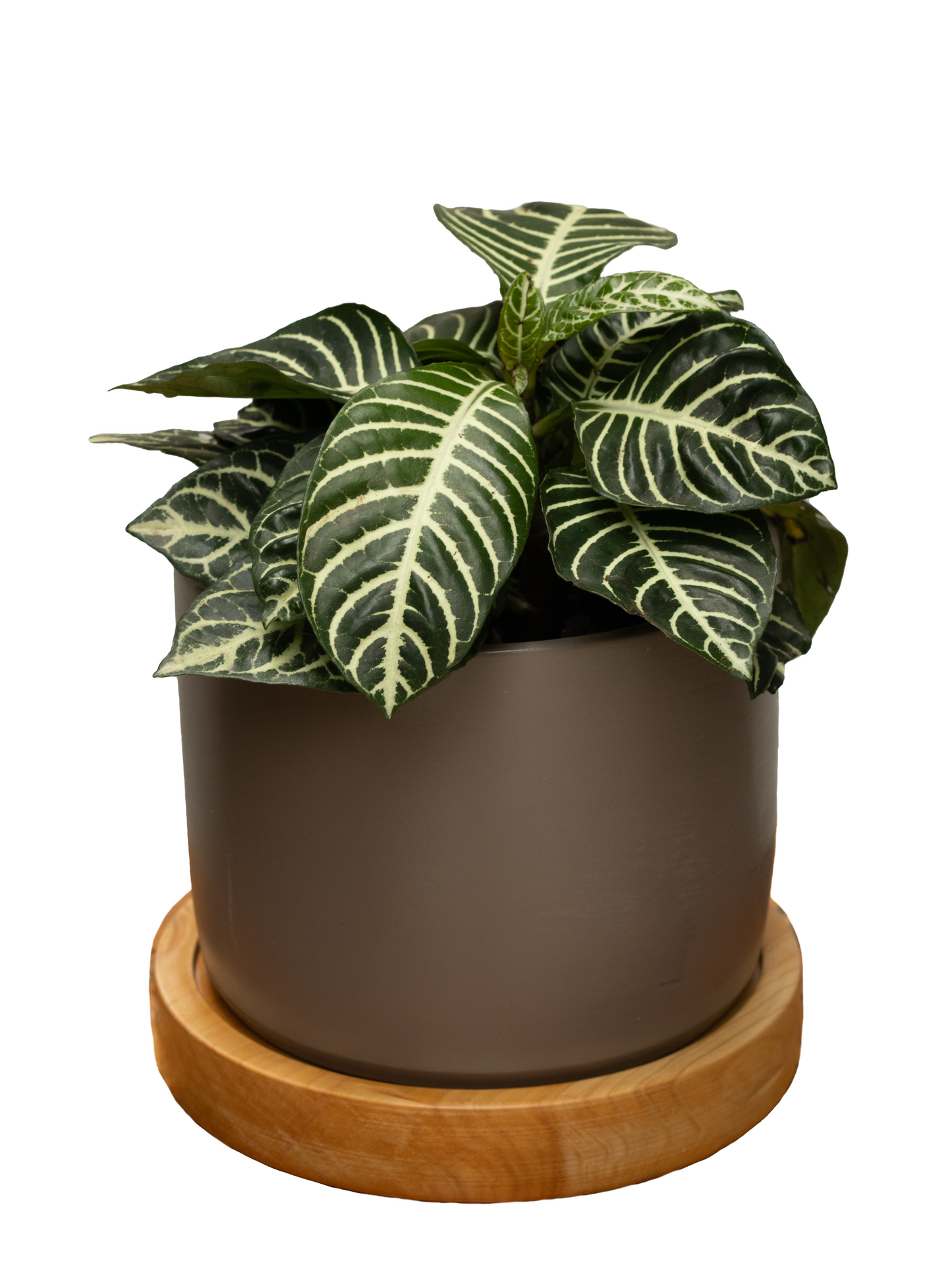 TOPACIO BIG APHELANDRA PLATO