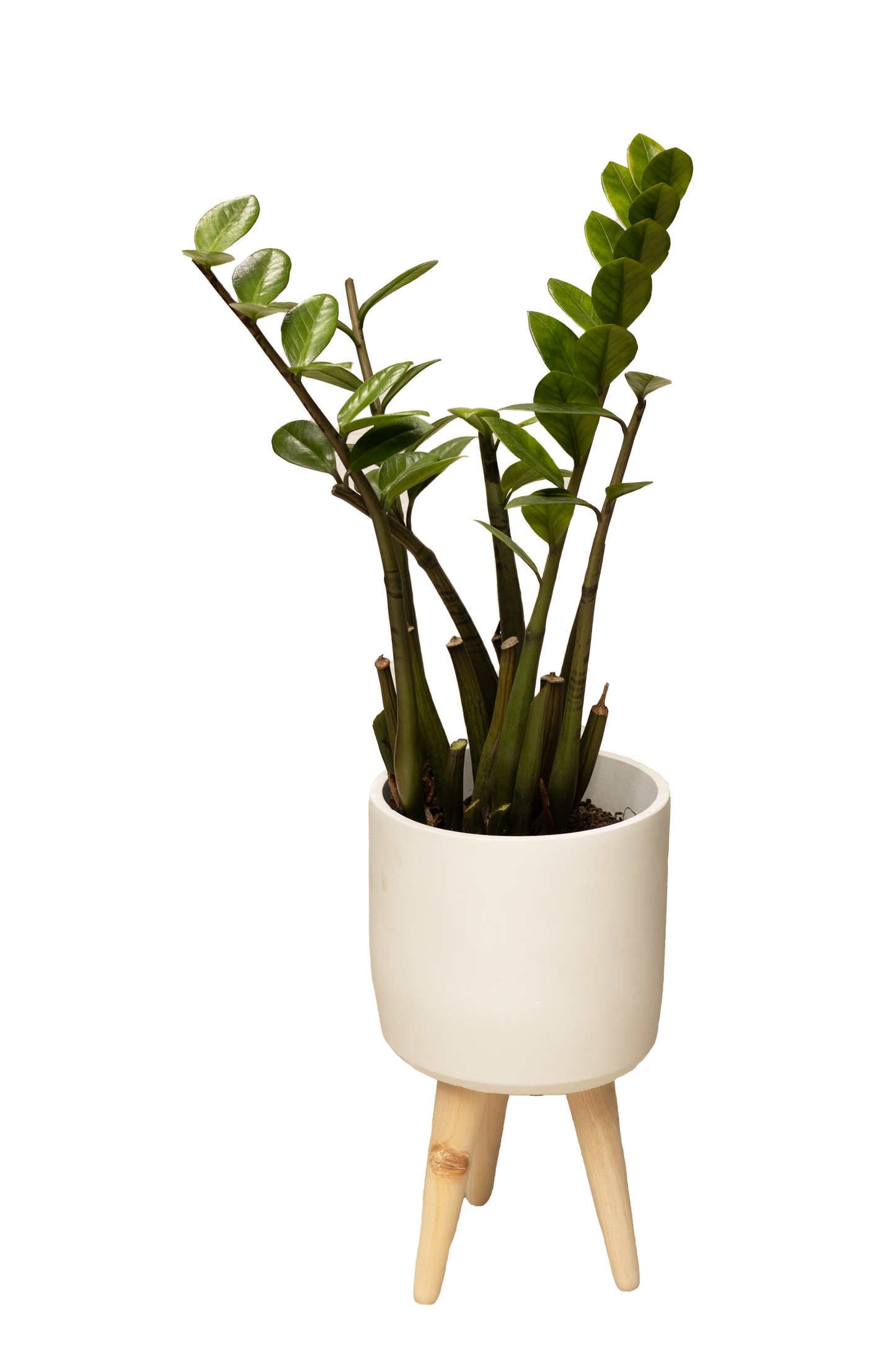 TOPACIO XL SOPORTE PALMA ZZ