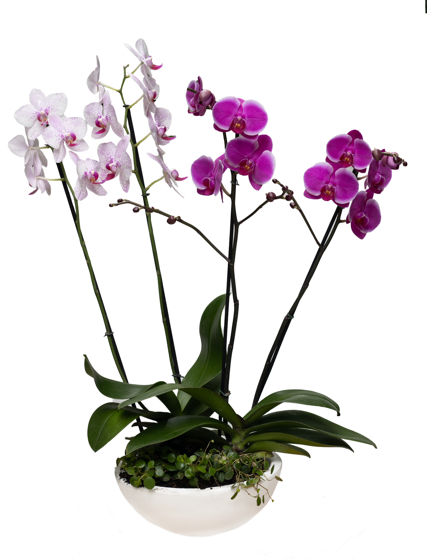 CORAL BIG 2 ORQUIDEAS 2 COLGANTES PEPEROMIAS