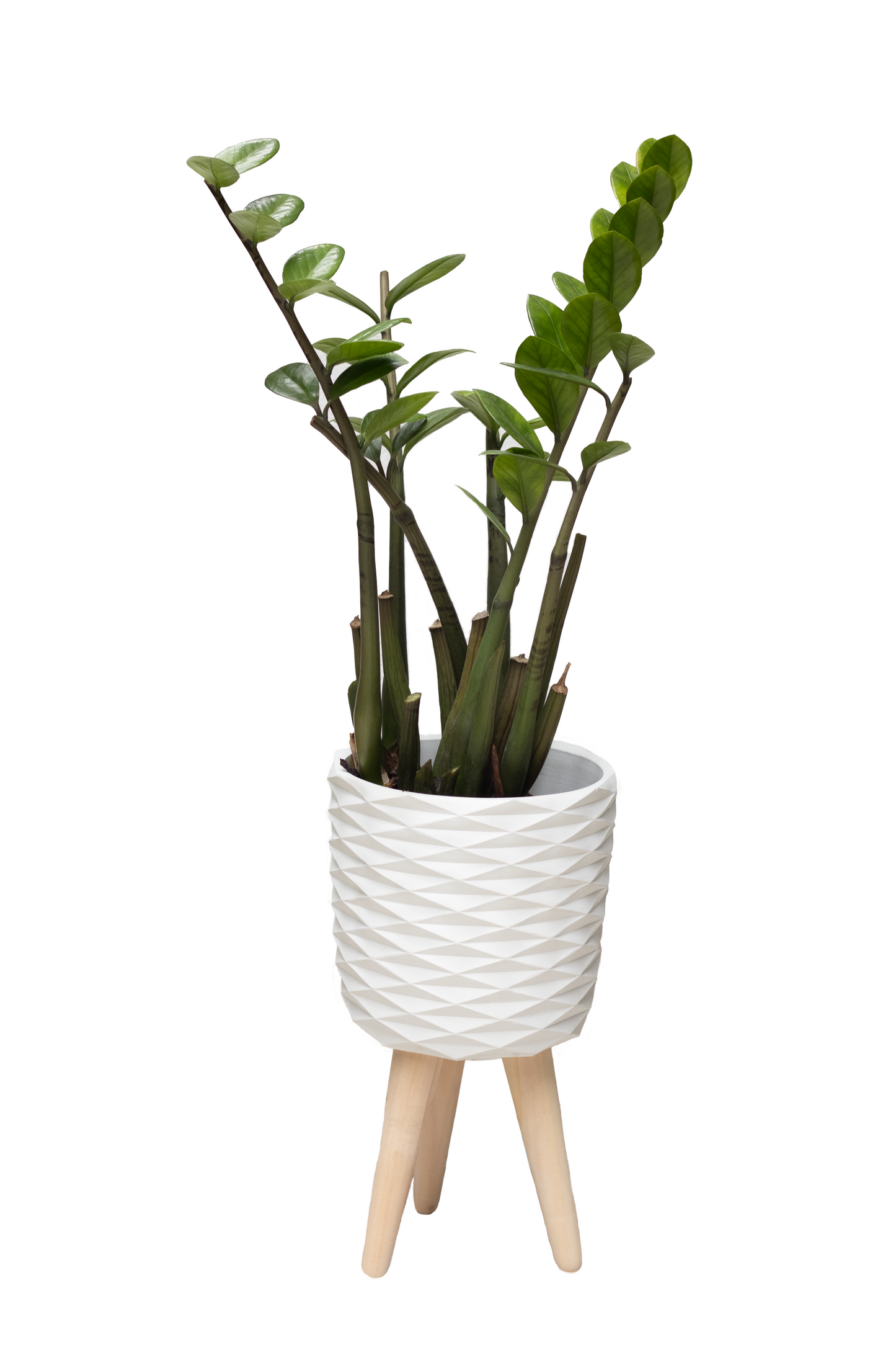 RUBY XL SOPORTE PLAMA ZZ