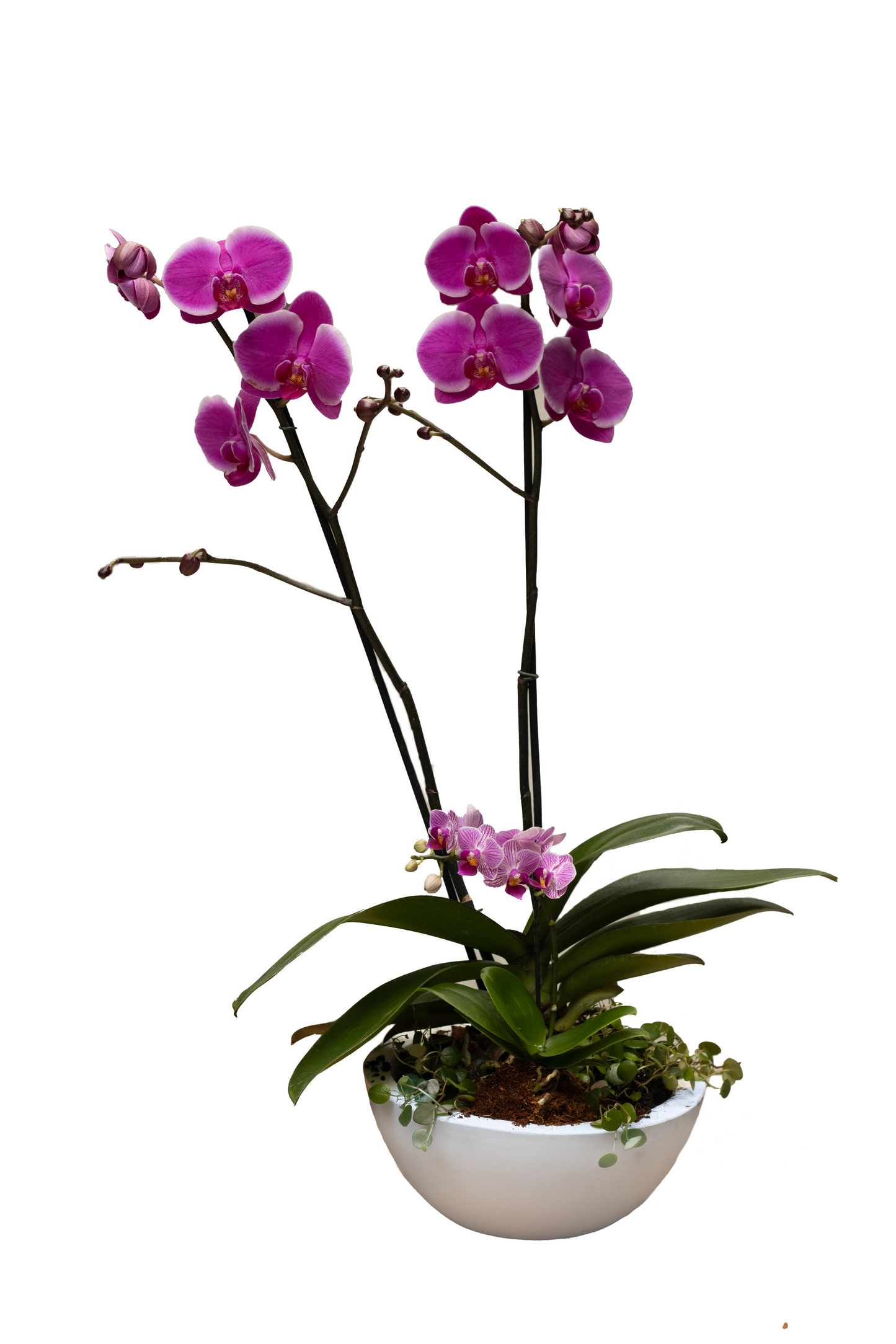 AGATA 1 ORQUIDEA DE 2 VARAS 1 ORQUIDEA BABY 2 PEPEROMIAS MINI COLGANTES