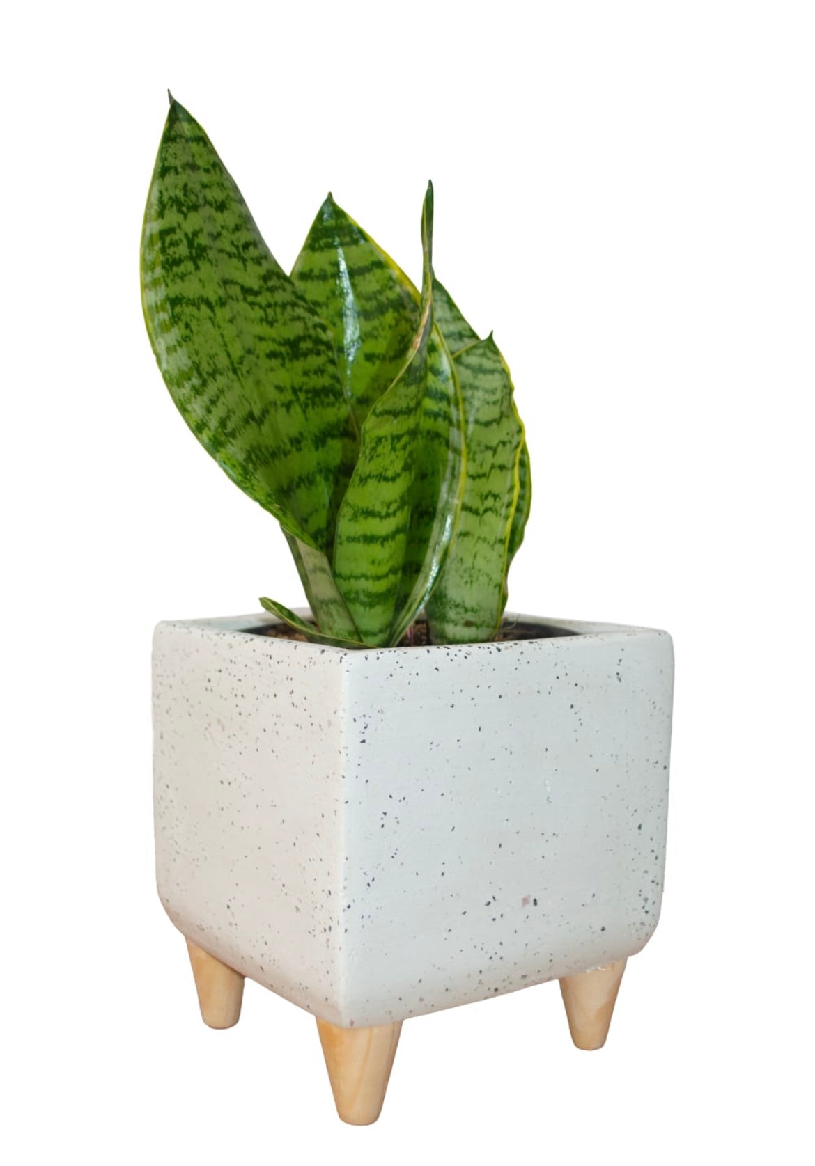 ESPINELA CON SOPORTE SANSEVIERA