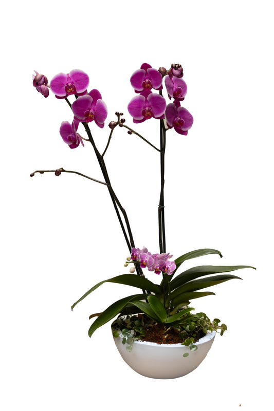 AGATA 1 ORQUIDEA DE 2 VARAS 1 ORQUIDEA BABY  2 PEPEROMIAS MINI COLGANTES